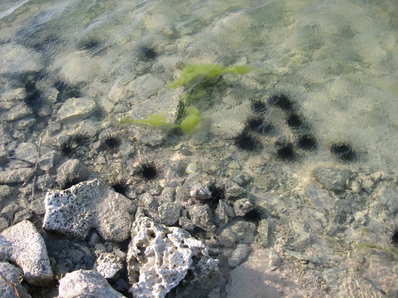 Sea Urchins1